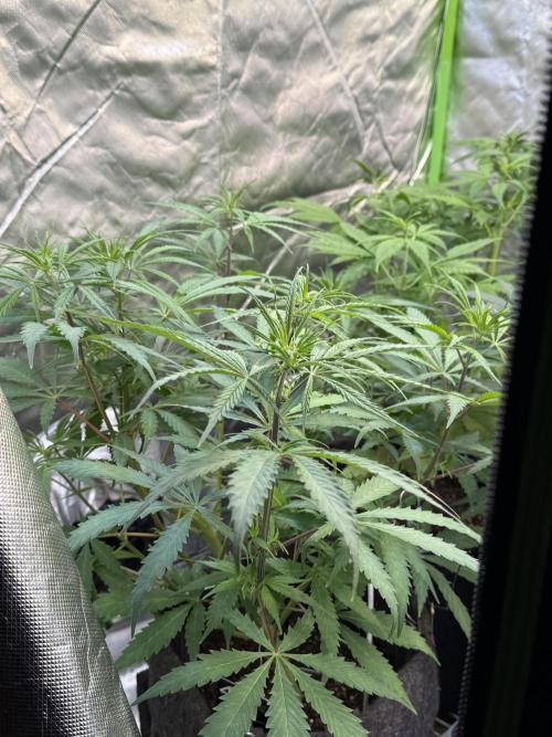 CBD AUTO 20:1. Week 5