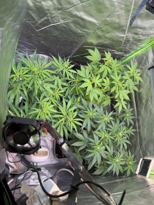 CBD AUTO 20:1. Week 5