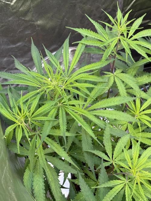 CBD AUTO 20:1. Week 5