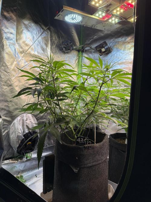 CBD AUTO 20:1. Week 5