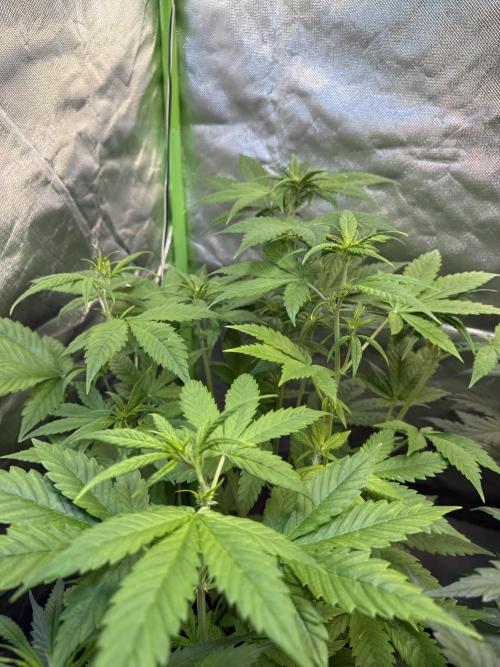 Fast Buds - Tropicana cookies Auto. Week 5
