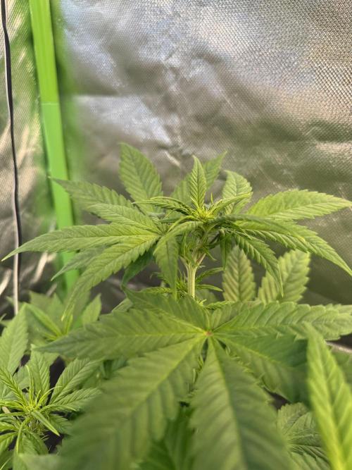 Fast Buds - Tropicana cookies Auto. Week 5