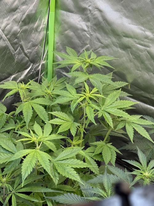 Fast Buds - Tropicana cookies Auto. Week 5