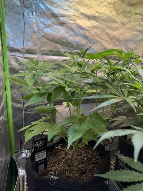 Fast Buds - Tropicana cookies Auto. Week 5