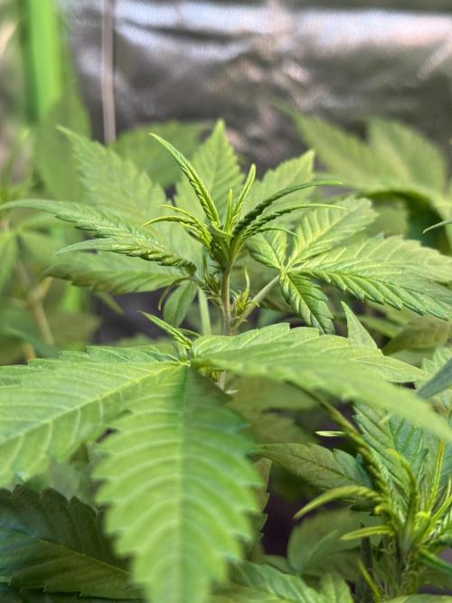 Fast Buds - Tropicana cookies Auto. Week 5