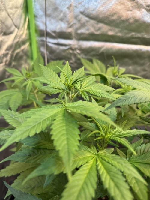 Fast Buds - Tropicana cookies Auto. Week 5