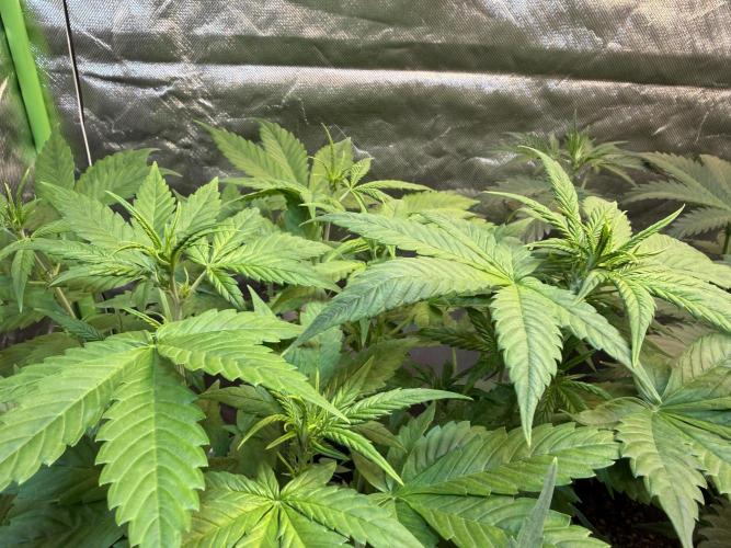 Fast Buds - Tropicana cookies Auto. Week 5