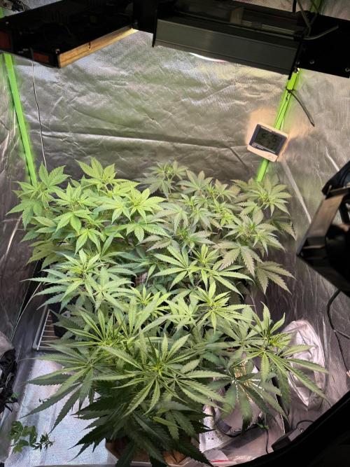 Fast Buds - Tropicana cookies Auto. Week 5