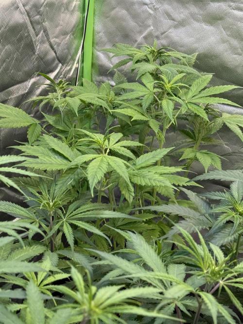 Fast Buds - Tropicana cookies Auto. Week 5