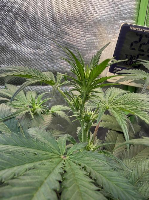 Fast Buds - Pound Cake Auto. Week 5