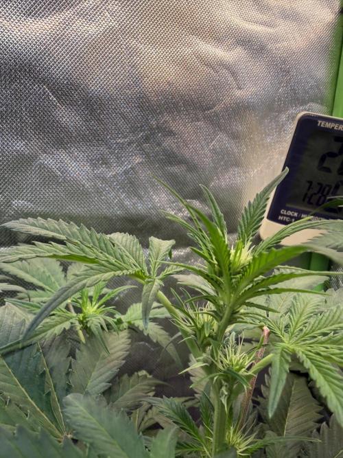 Fast Buds - Pound Cake Auto. Week 5