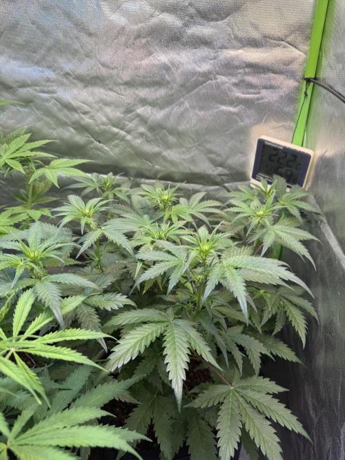 Fast Buds - Pound Cake Auto. Week 5