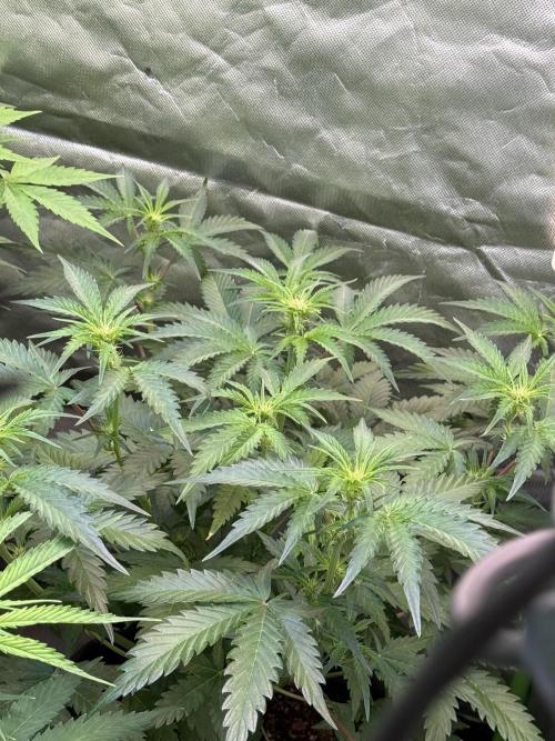 Fast Buds - Pound Cake Auto. Week 5