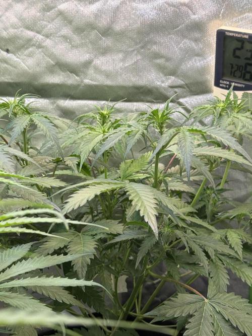 Fast Buds - Pound Cake Auto. Week 5