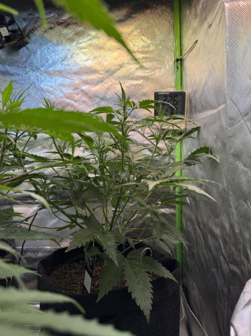 Fast Buds - Pound Cake Auto. Week 5