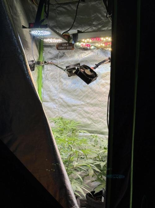 Fast Buds - Pound Cake Auto. Week 5