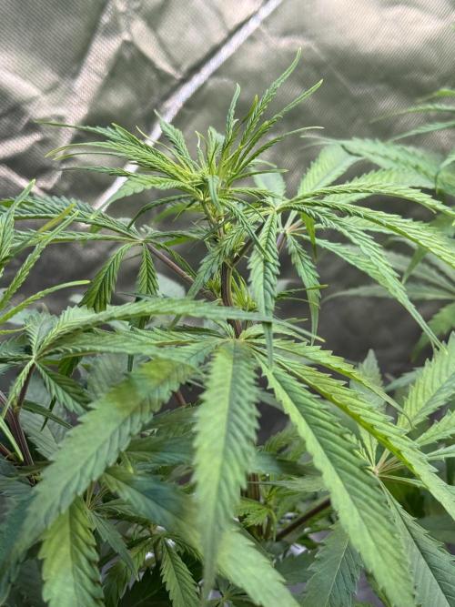 CBD AUTO 20:1. Week 5