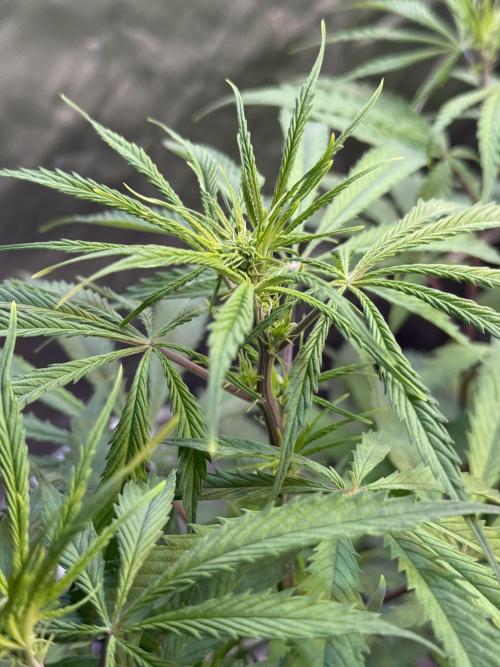 CBD AUTO 20:1. Week 5