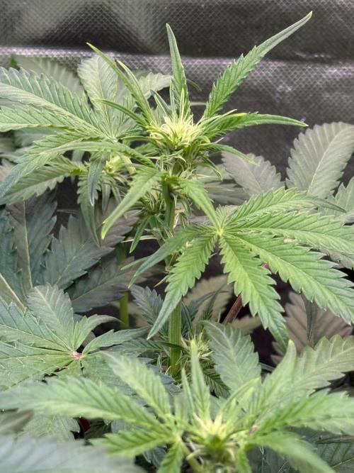 Fast Buds - Pound Cake Auto. Week 5 - Día 35