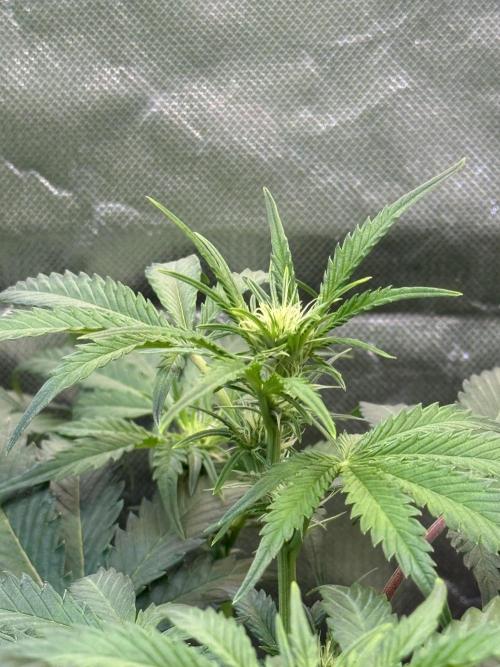 Fast Buds - Pound Cake Auto. Week 5 - Día 35