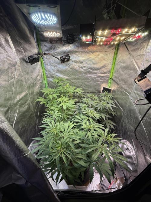 Fast Buds - Pound Cake Auto. Week 5 - Día 35