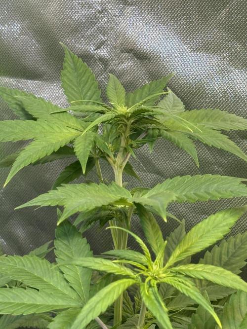 Fast Buds - Tropicana cookies Auto. Week 5 - Día 35