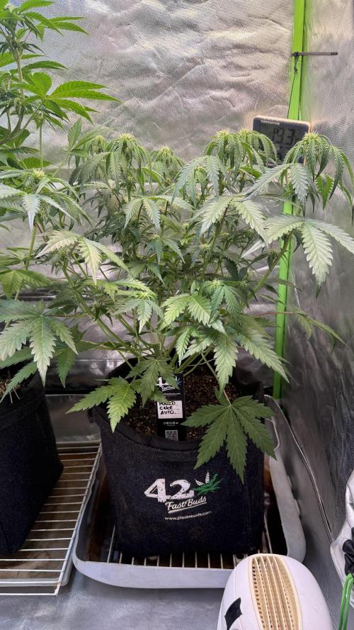 Pound Cake Auto. Week 5