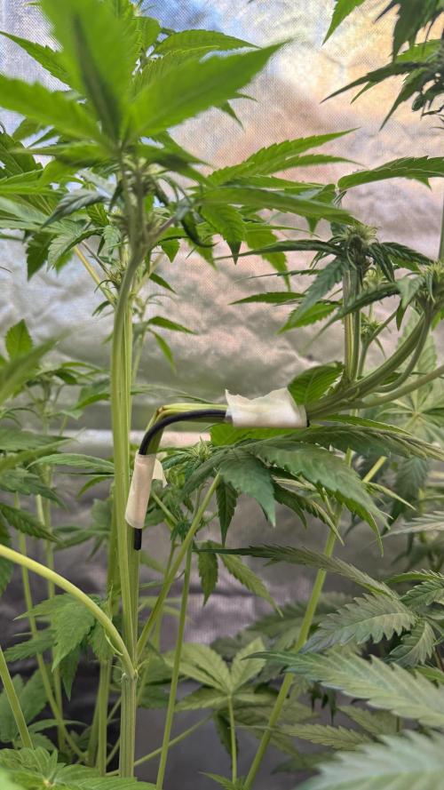 Fast Buds - Tropicana cookies Auto. Week 5