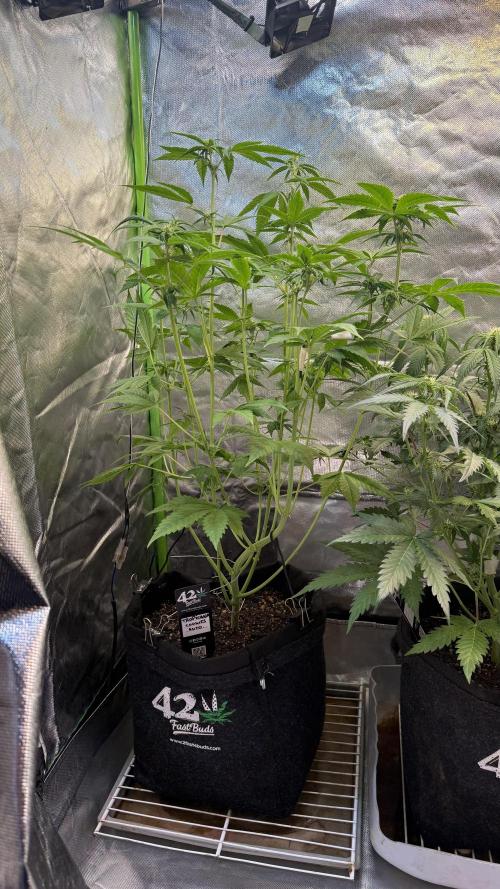 Tropicana Cookies Auto. Week 5