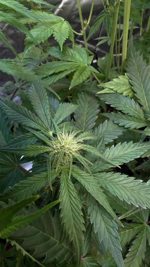 Fast Buds - Pound Cake Auto. Week 5