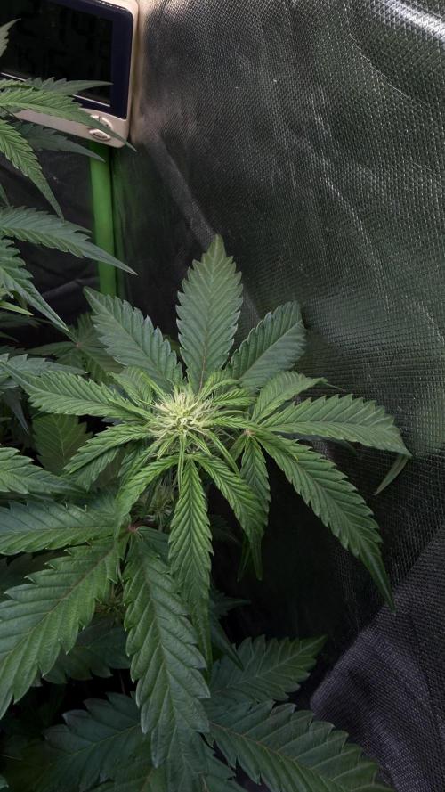 Fast Buds - Pound Cake Auto. Week 5