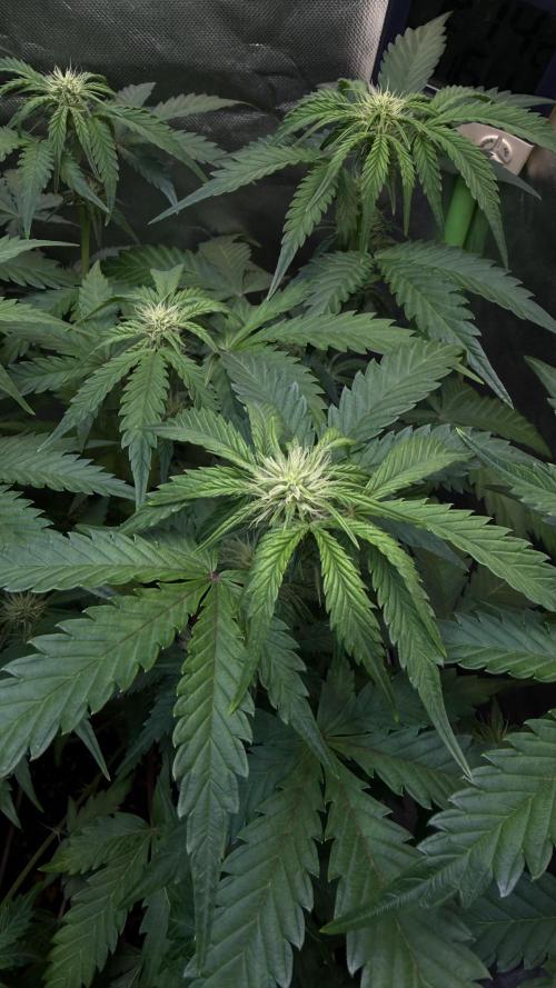 Fast Buds - Pound Cake Auto. Week 5