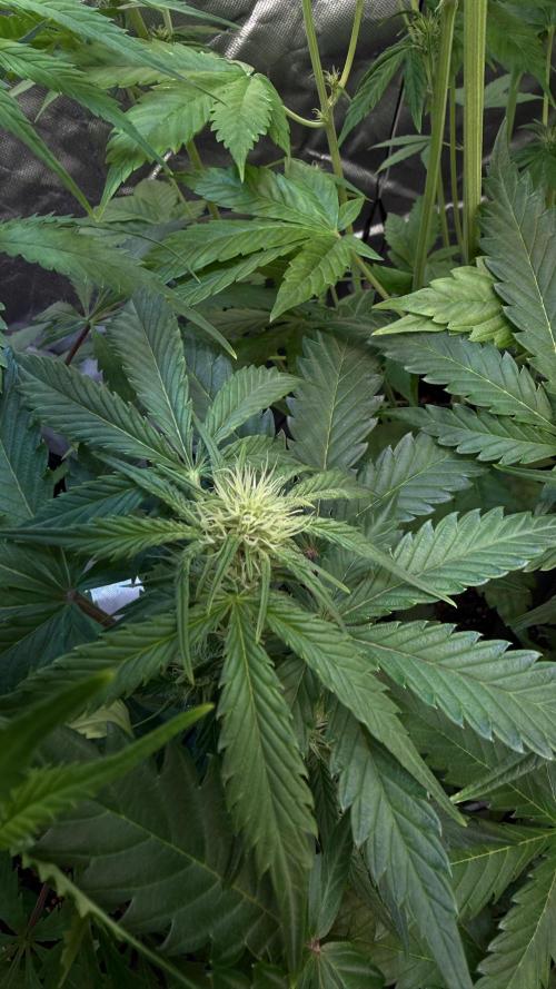 Pound Cake Auto. Week 5
