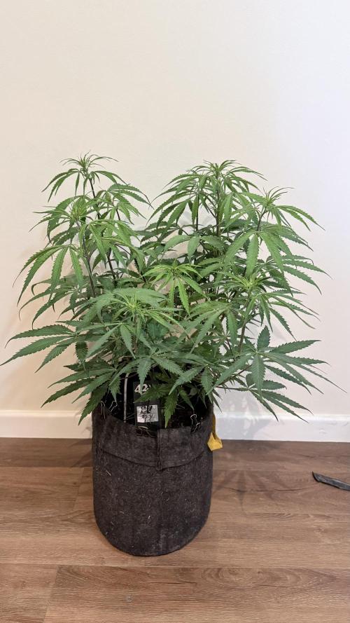 CBD AUTO 20:1. Week 6
