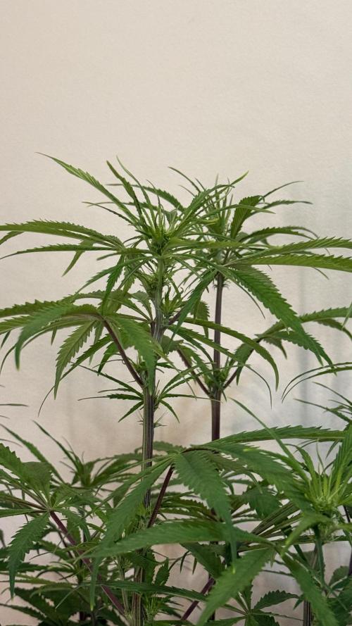 CBD AUTO 20:1. Week 6
