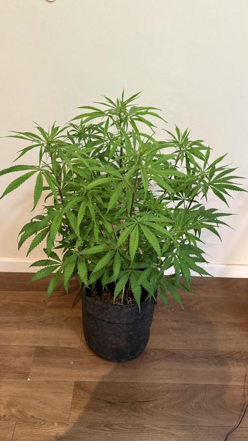 CBD AUTO 20:1. Week 6