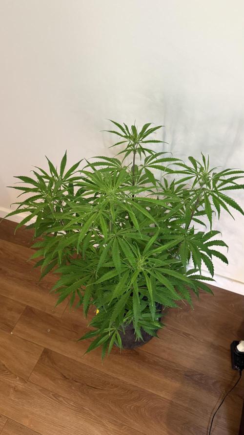 CBD AUTO 20:1. Week 6