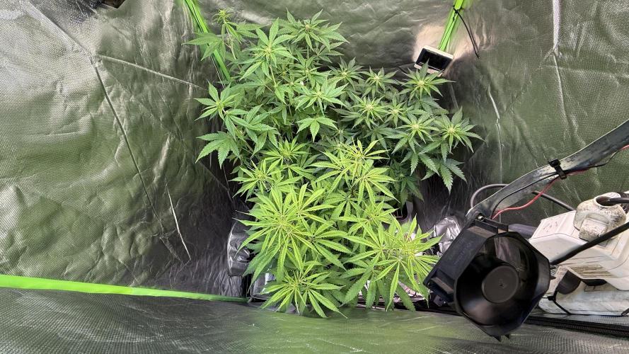 CBD Auto 20:1. Week 6