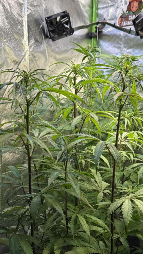 CBD AUTO 20:1. Week 7