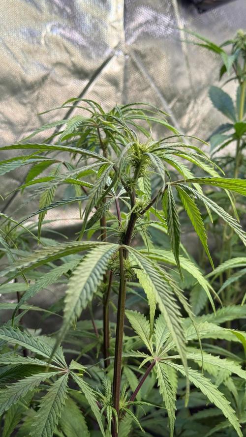 CBD Auto 20:1. Week 7