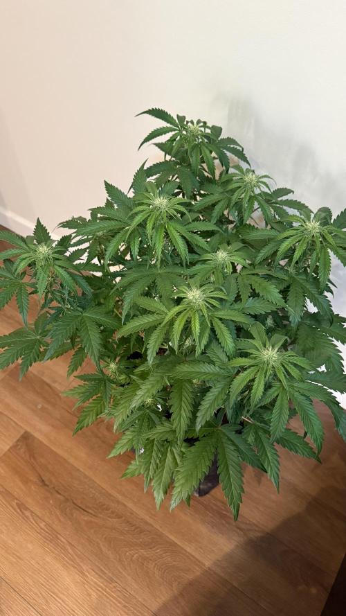 Fast Buds - Pound Cake Auto. Week 6