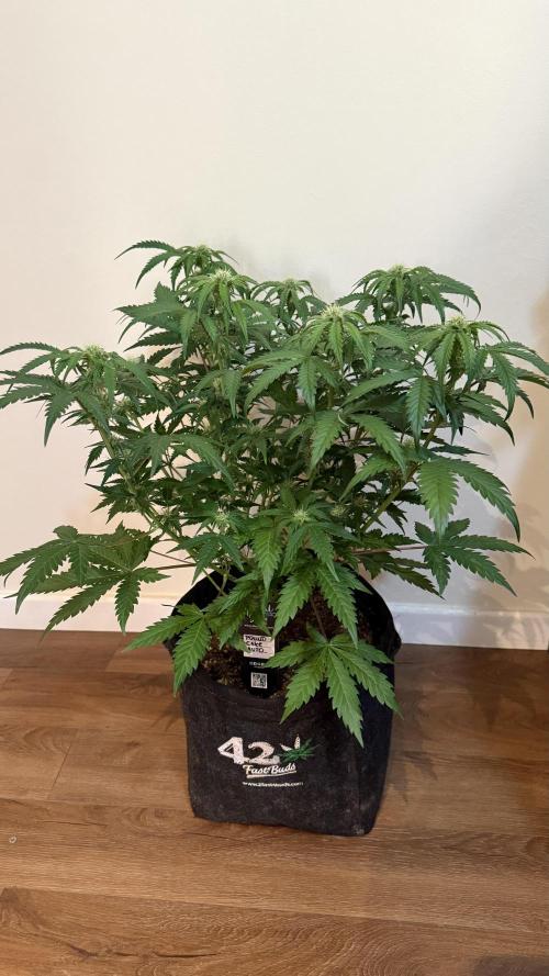 Fast Buds - Pound Cake Auto. Week 6