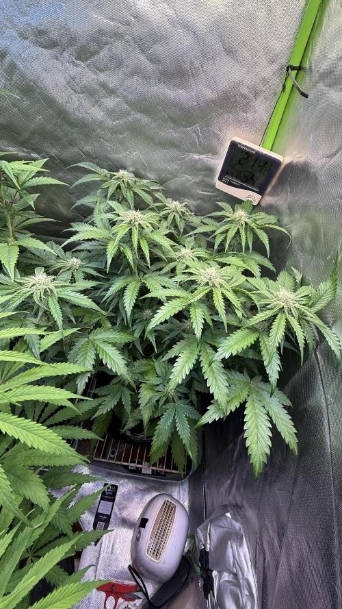 Pound Cake Auto. Week 6