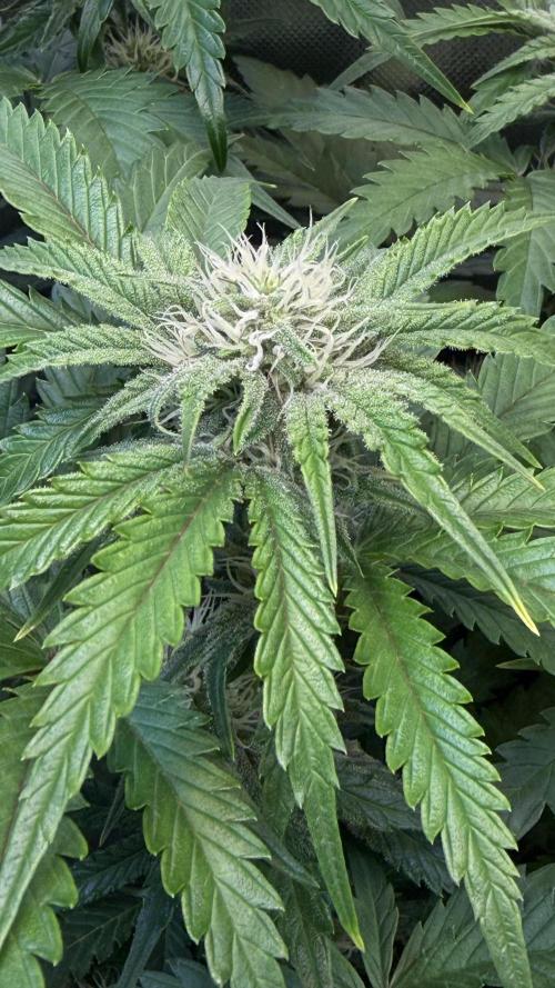 Fast Buds - Pound Cake Auto. Week 7