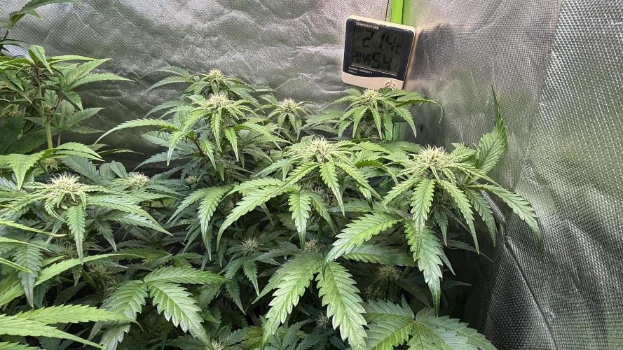 Fast Buds - Pound Cake Auto. Week 7