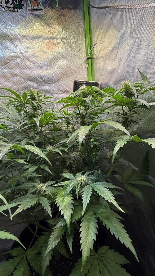 Fast Buds - Pound Cake Auto. Week 7