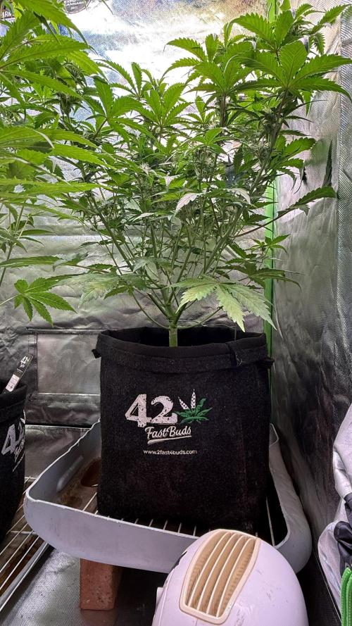 Pound Cake Auto. Week 7