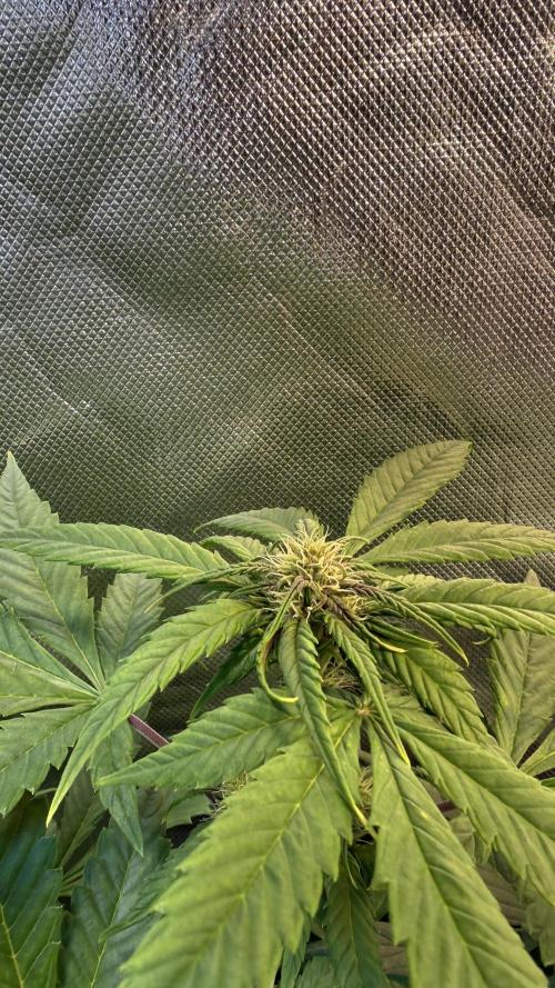 Fast Buds - Tropicana cookies Auto. Week 6