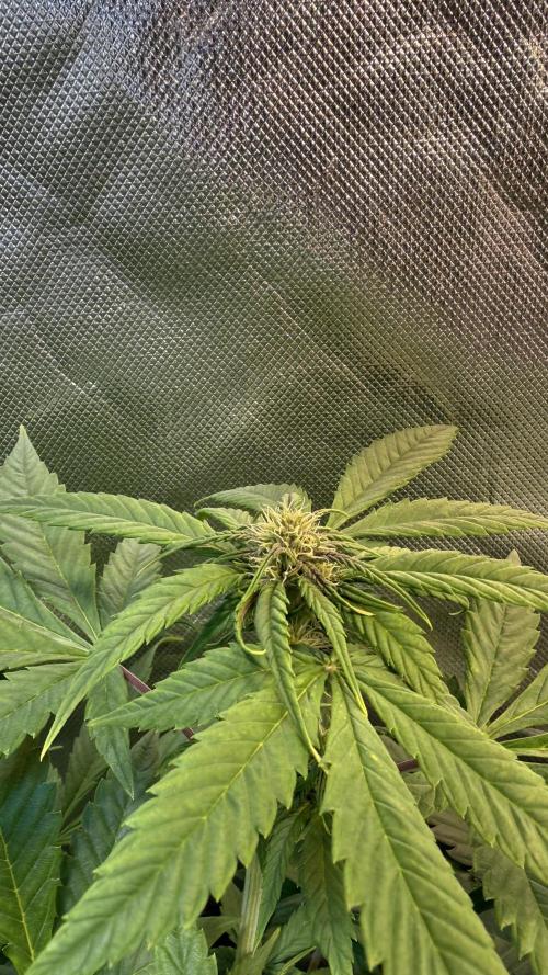 Fast Buds - Tropicana cookies Auto. Week 6