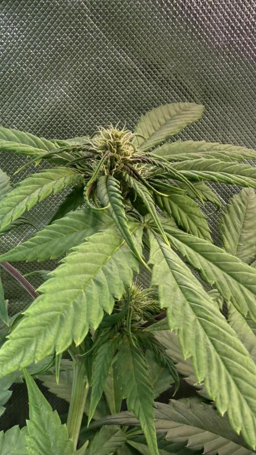 Tropicana Cookies Auto. Week 6